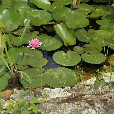 Private Oasis * Urom
